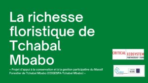 Lire la suite à propos de l’article la richesse floristique de Tchabal Mbabo