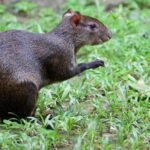 Biodiversité à Tchabal Mbabo : 30 espèces de mammifères recensées lors d’un suivi écologique approfondi