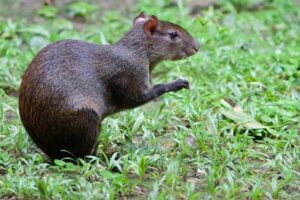 Lire la suite à propos de l’article Biodiversité à Tchabal Mbabo : 30 espèces de mammifères recensées lors d’un suivi écologique approfondi